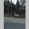 Boar Elk.jpg